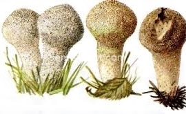 Грибы_(виды_грибов) Дождевик настоящим, шиповатый, жемчужный | Подробное  описание, фото, выращивание, купить